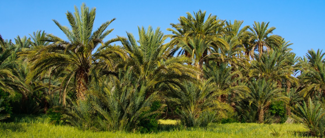 Grupo de palmeras