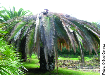 Phoenix canariensis
                                    estado final