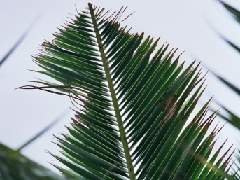 Síntoma de hoja cortada en palmera canaria